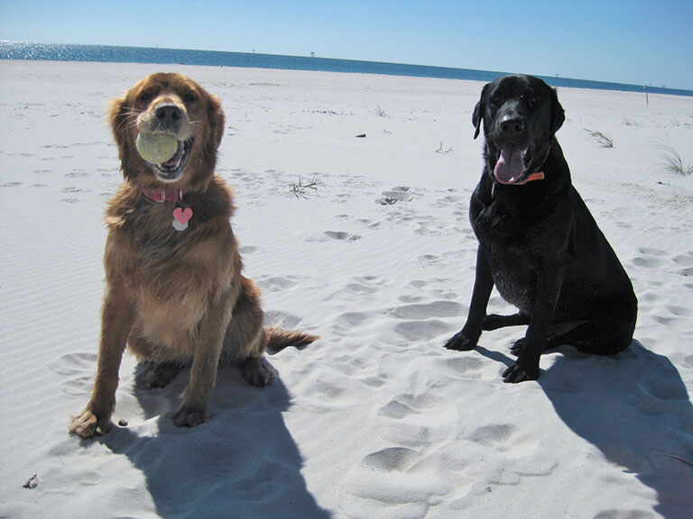 Our Dog Friendly Beach House in Gulf Shores, Alabama Is 