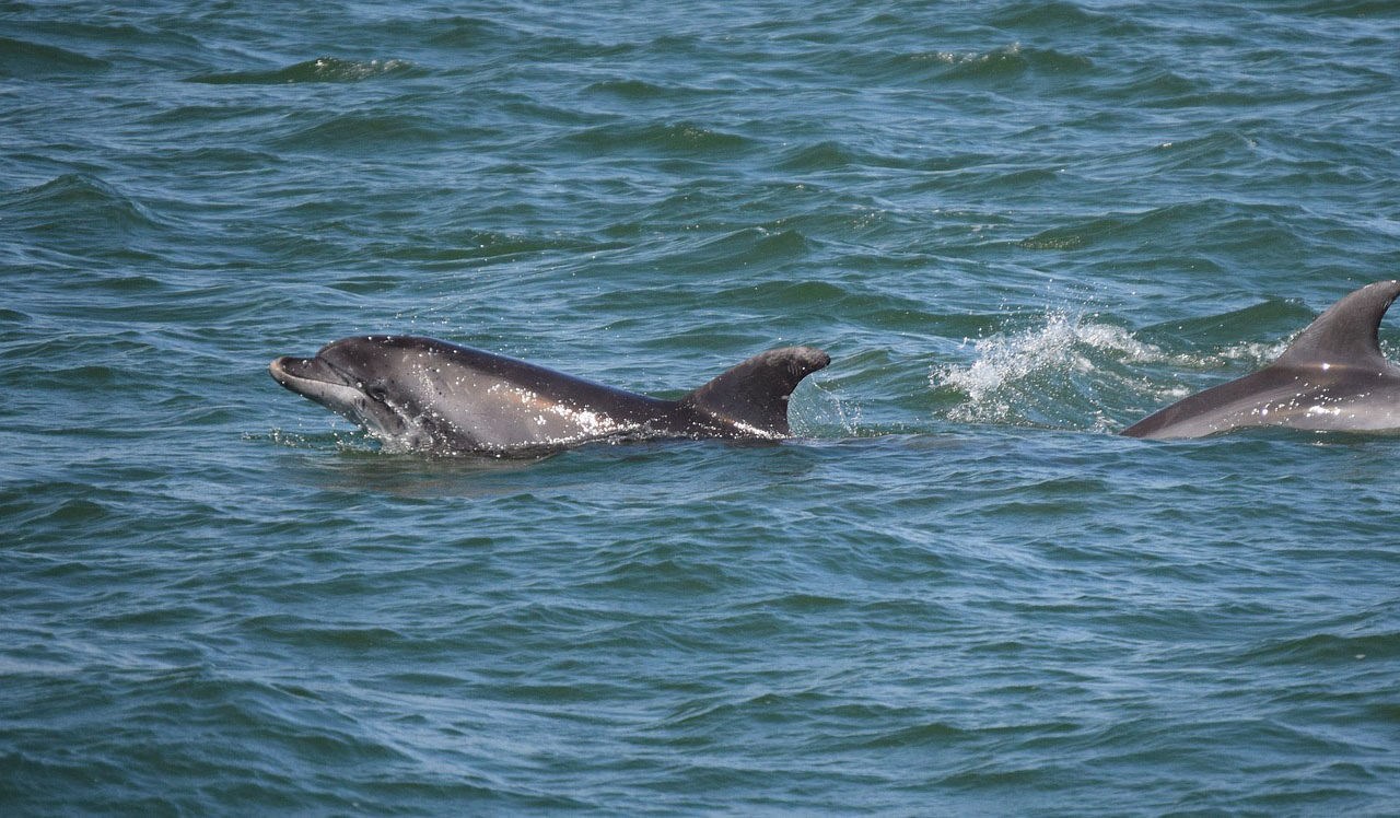 dolphin tour of Gulf Shores, AL