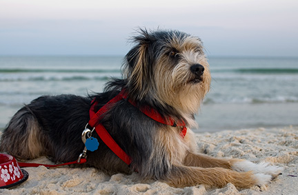 dog-friendly vacation on Fort Morgan Beaches