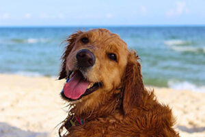 Dog Friendly Houses In Gulf Shores | Meyer Vacation Rentals