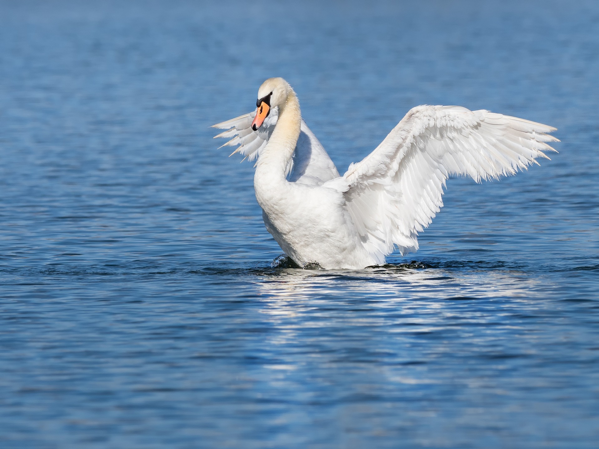 Swan flapping wings