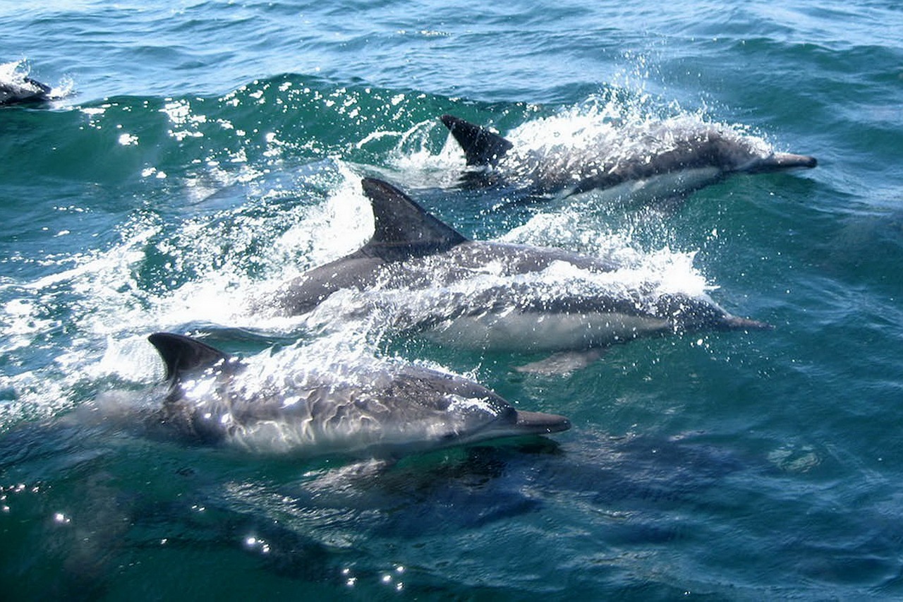 Three dolphins swimming