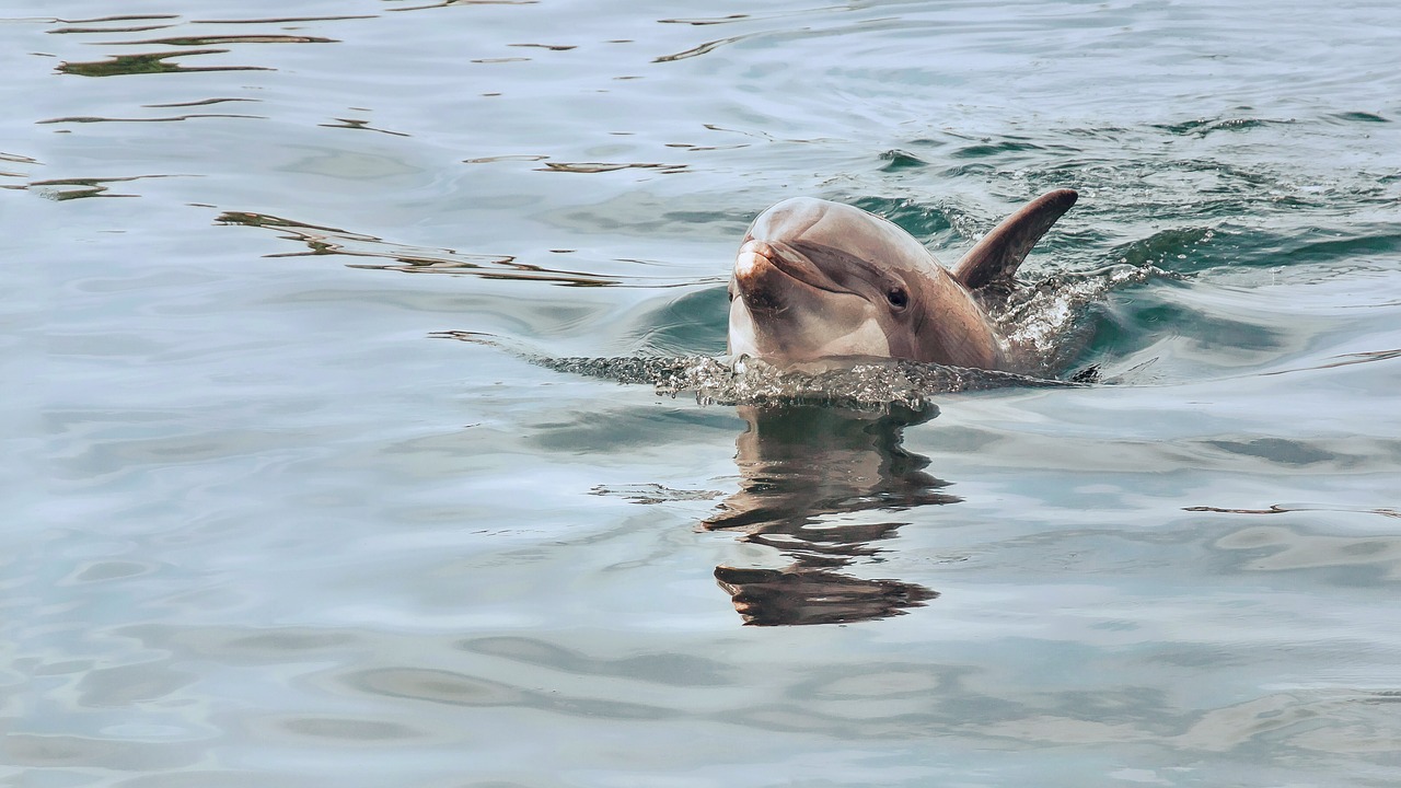 Dolphins on WildNative tours