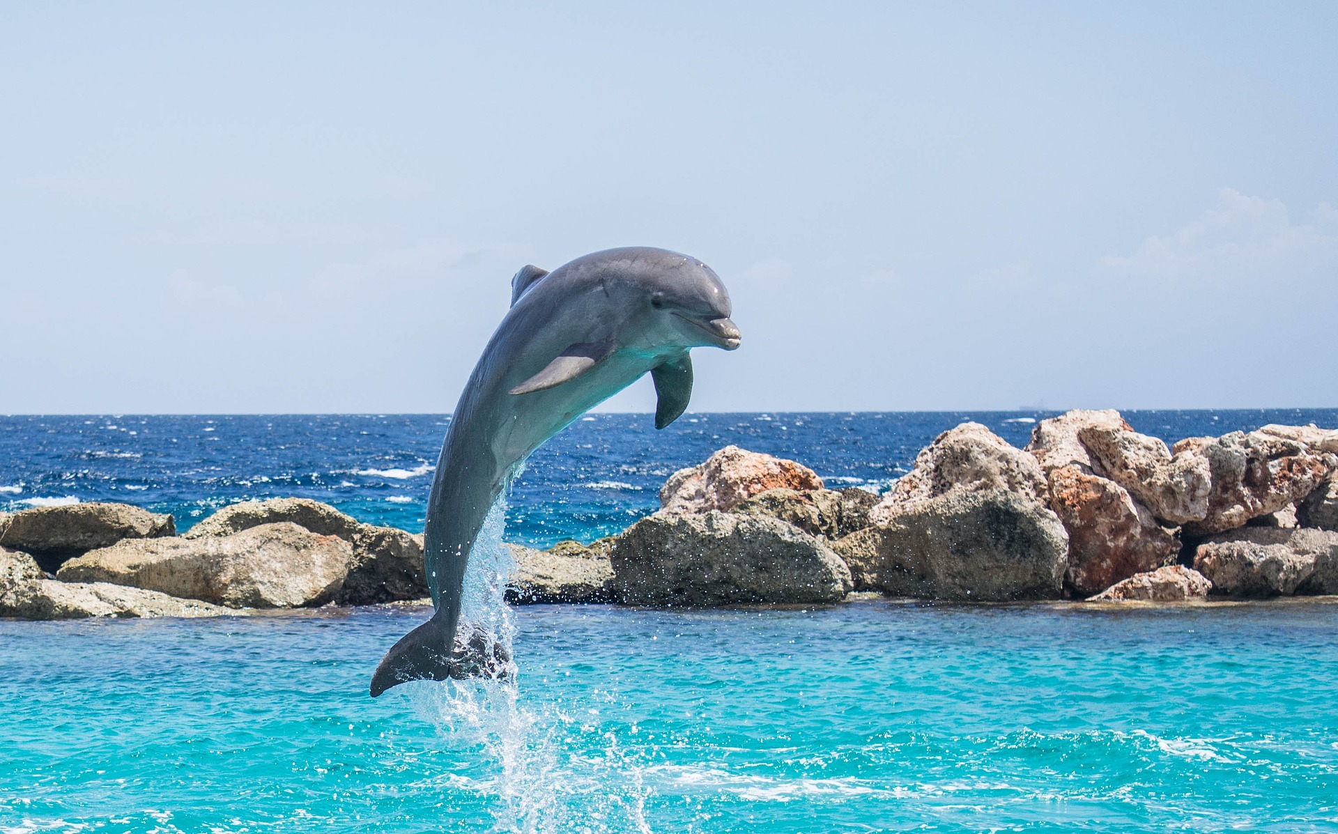 Make memories with Dolphin Tales Perdido Key