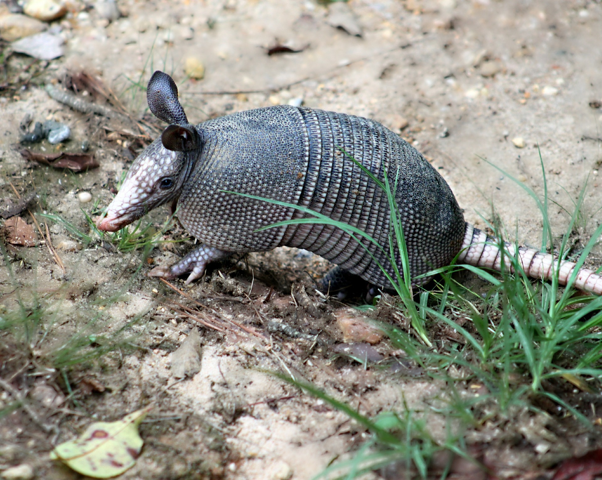 See armadillos and more when you engage in sightseeing in Fort Morgan