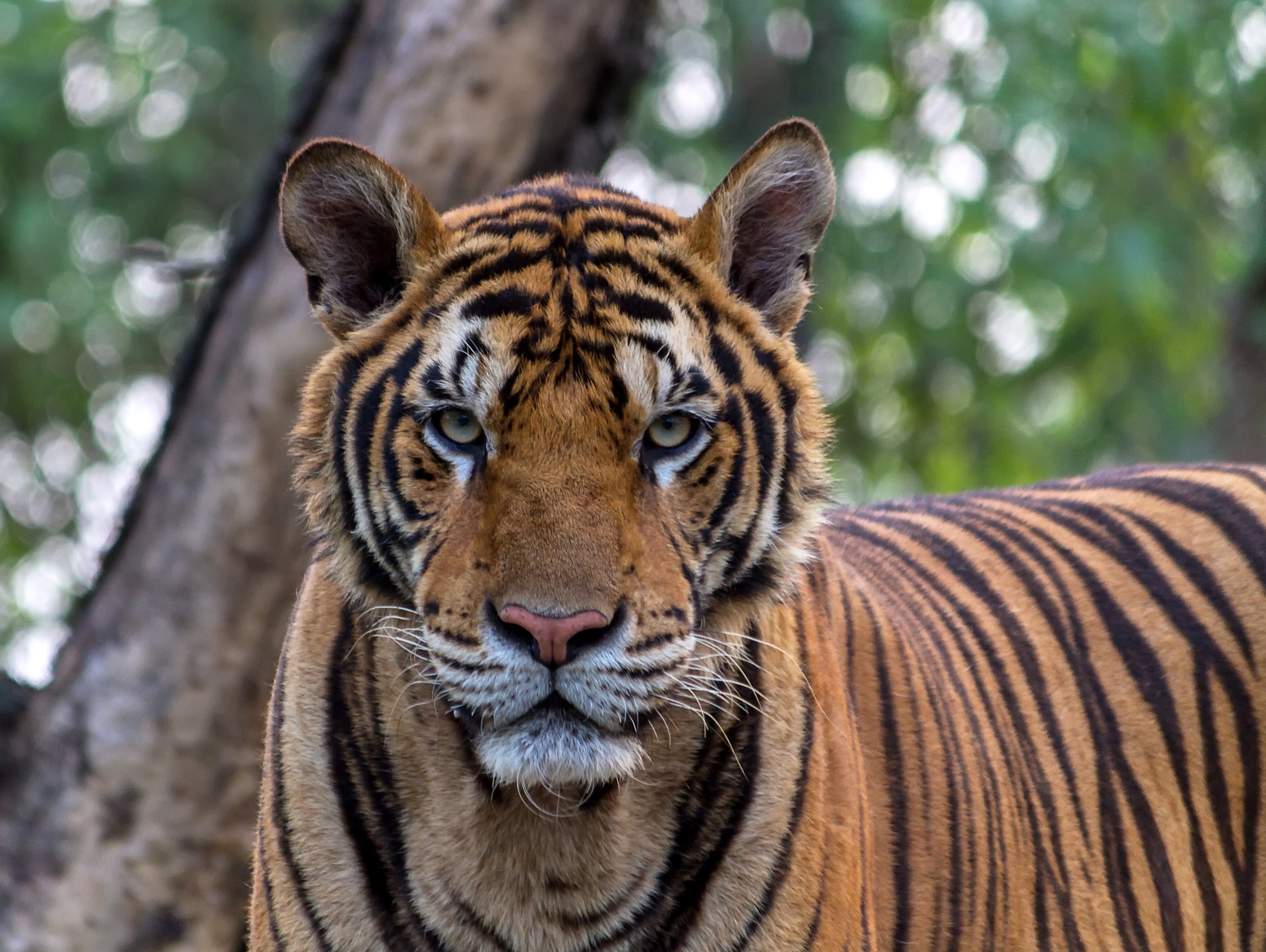 See tigers and more on your list of Fort Morgan tourist destinations