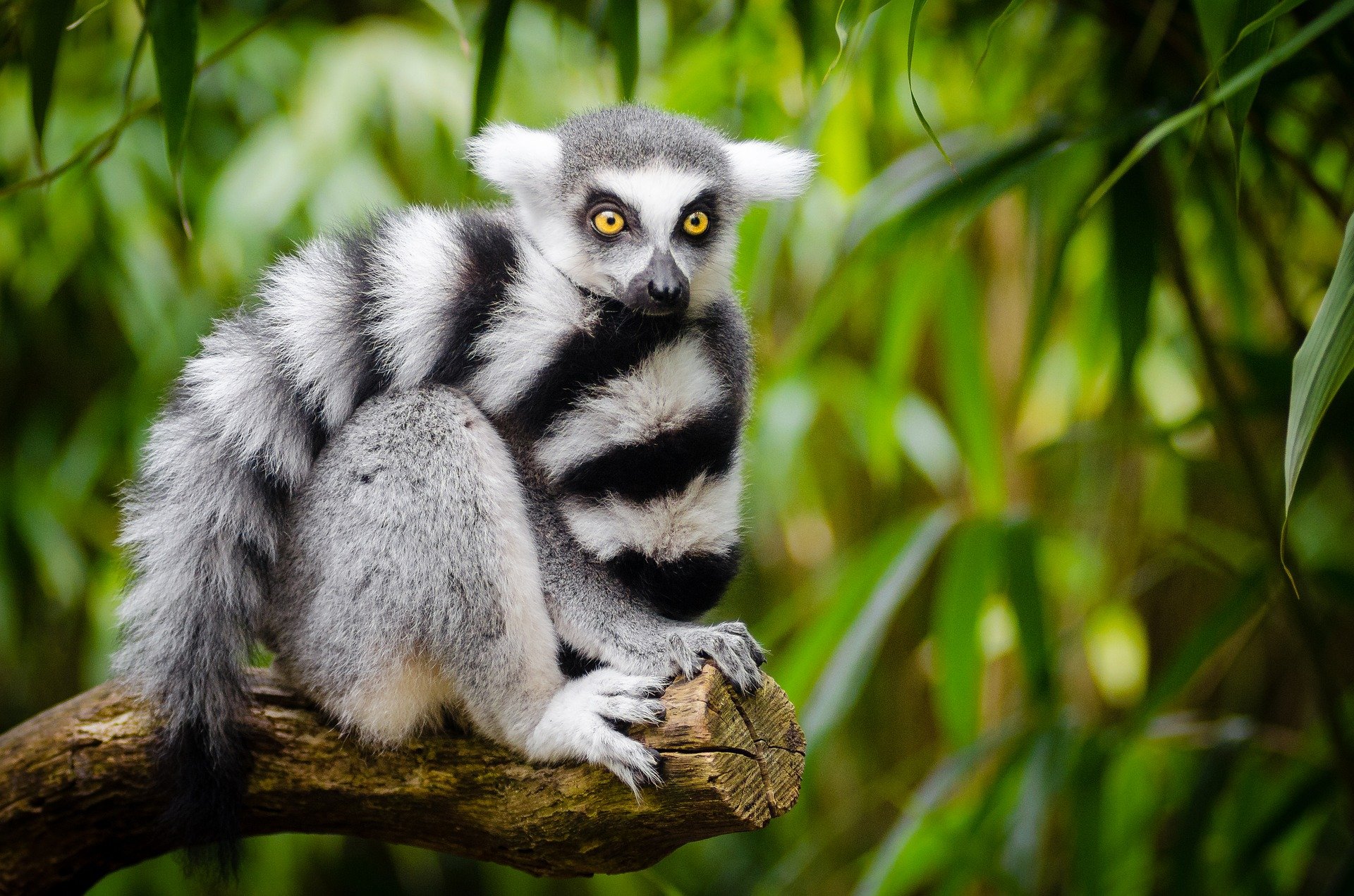 See lemurs and more on your Orange Beach Alabama tourism adventure