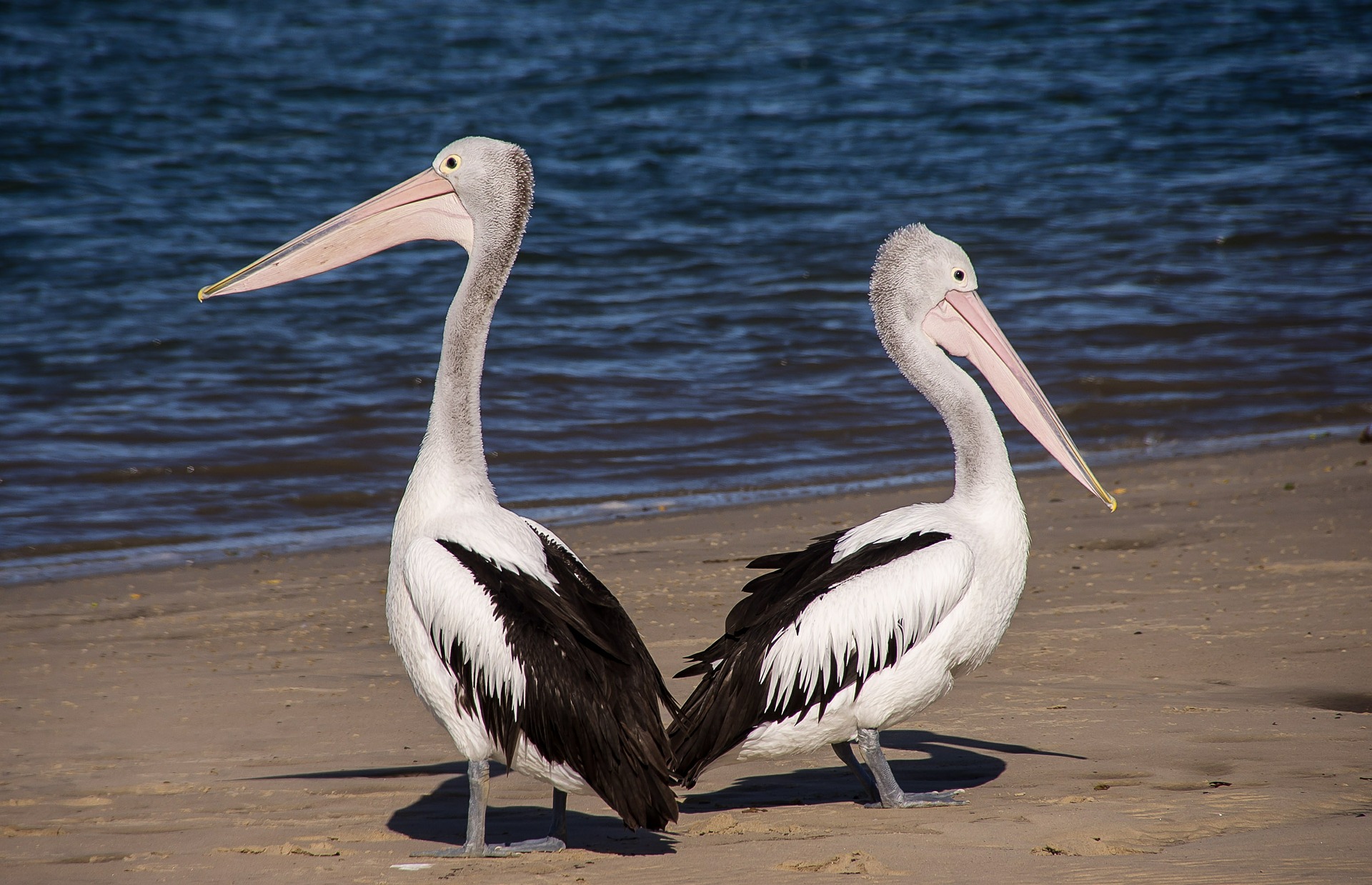 See amazing birds when you embark on sightseeing in Orange Beach