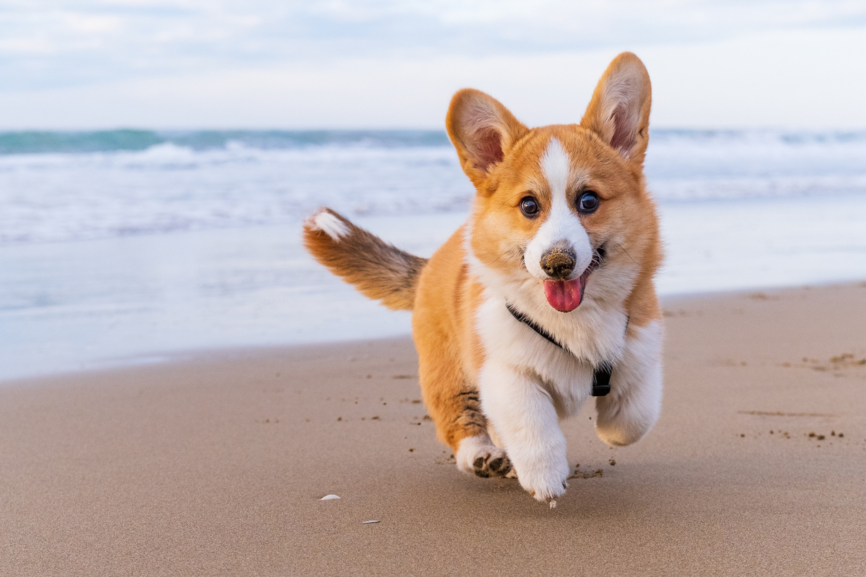 The Best Dog-Friendly Beaches In Gulf Shores
